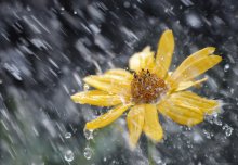 Sommer regen / ***