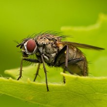 Growl nicht wie, aber Fell sträuben ... / ***