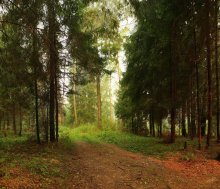 Wald / ***