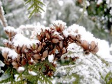 Winter Flowers / ***