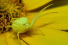 Misumena vatia / ***