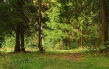 Wald-2 / ***