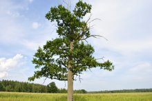 OAK / ***