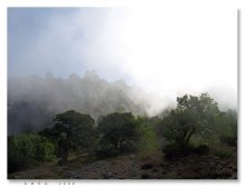24 * Die Katze im Nebel. / ***