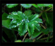 Rosa_2 / ***