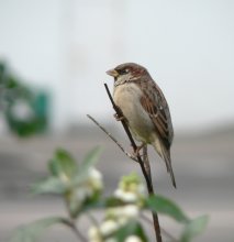 Ein einsamer Vogel .. / ***
