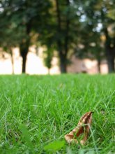 Herbst auf der Nase / ***