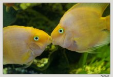 Aus dem Leben der Fische / ***