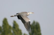 Flug / ***
