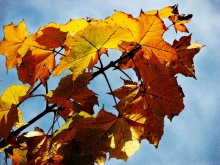 Herbstfarben / ***