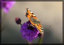 Favorite Porträt eines Schmetterlings / ***