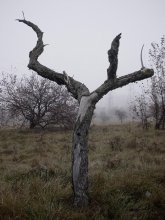 Minimal Baum. / ***