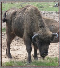Song über den Bison / ***