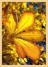 Herbst-Fan / ***