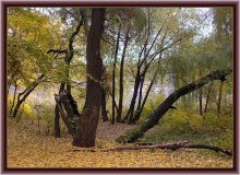 Forest Skizze / ***