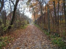 Goldener Herbst / ***