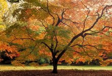 Herbst / ***