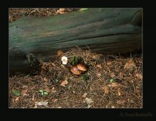 Unter dem Deckmantel / ***