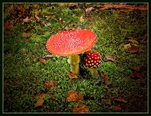 Love Fliegenpilz / ***
