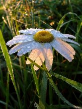 Guten Morgen! / ***