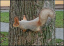 Wo ist das Essen? / ***