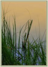 Rushes / ***