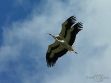 Gemeinsame Flucht / ***