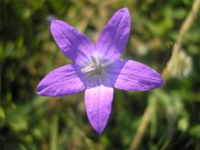 Blümchen / ***