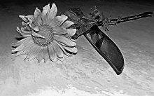 Blumen und Messer / ***