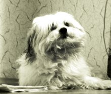 Hund ohne die Damen / ***