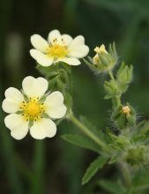 Floret / ***