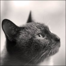 meine Lieblings-kot / ***