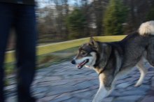 Hund / ***