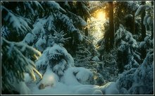 Die Sonne im Winterwald / ***