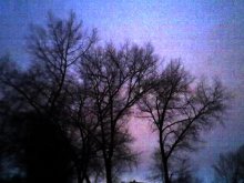 nackten Pappeln. vergessen Himmel .. / ***