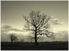 letzte der Giganten / ***