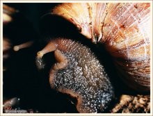 Giant African Schnecke / ***