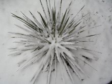 Snow Igel / ***