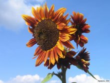 Sonnenblumen ... / ***