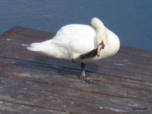 etwas die Nase juckte .... / ***