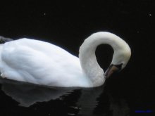 Schwan / ***