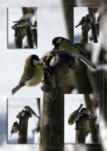 Brawl für das Mittagessen (das Leben der Meisen) / *****