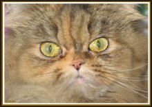 Eyes 2 / ***