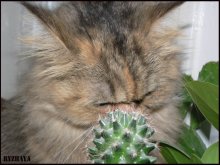 Die Katze und der Kaktus! / ***