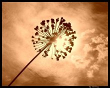 Herbstsonne / ***