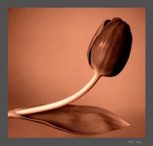 Tulip / ***