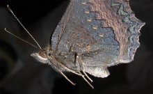 Night-Fly / ***