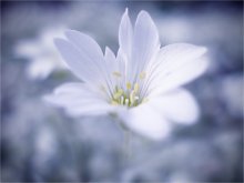 tristesse... / .....