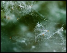 Nebel ... / ***