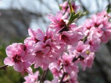 Sakura / ***